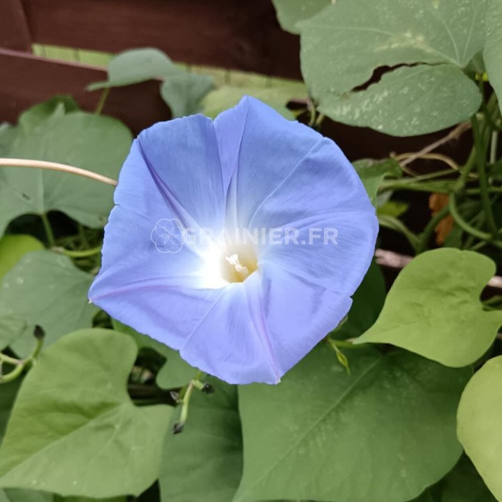 Ipomee tricolor bleu, Ipomoea tricolor Heavenly Blue image